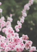 Fleurs d&eacute;licates sous un ciel printanier